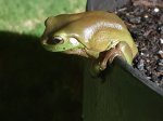 australia green tree frog in garden pot